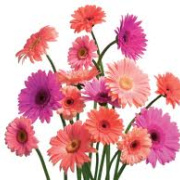 NID-3416_gerbera04.jpg