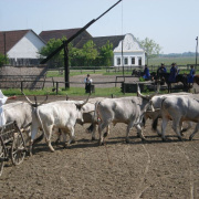NID-3428_10a_kirandulas045.JPG