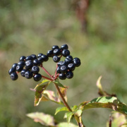 NID-3671_DSC_0414.JPG