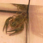 NID-4089_biologia_szakkor23.JPG