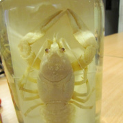 NID-4089_biologia_szakkor26.JPG