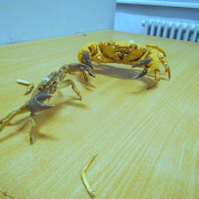 NID-4089_biologia_szakkor27.JPG