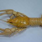 NID-4209_nyilt_nap_gimnazium 204.JPG
