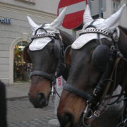 Becs 095.JPG