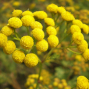 NID-3552_golyatabor185.JPG
