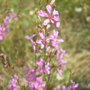 NID-3552_golyatabor188.JPG