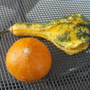 NID-3693_Krakko00265.JPG