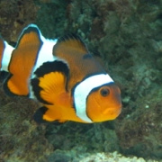 NID-4570_biologias_kirandulas06.JPG