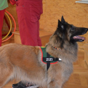 NID-4569_terapias_kutyak23.JPG