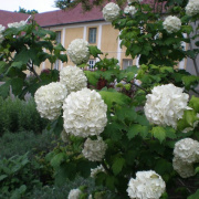 NID-5390_rajzkiallitas099.JPG