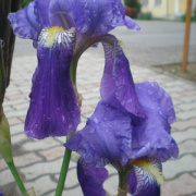 NID-5390_rajzkiallitas102.JPG