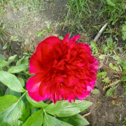 NID-5417_20140508_102106.jpg