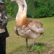 NID-5417_arboretum07.jpg
