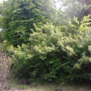 NID-5417_arboretum20.jpg