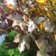 NID-5417_arboretum21.jpg