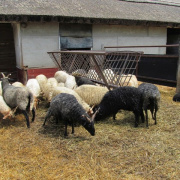 NID-5458_IMG_5891.JPG