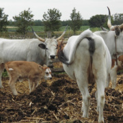 NID-5546_CIMG1250.JPG