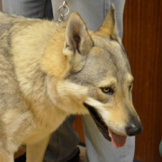 NID-6018__DSC1212.JPG