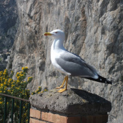 NID-6236_Napoly37.JPG