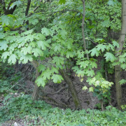 NID-5367_kirandulas71.jpg
