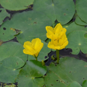 NID-6497_golyatabor294.JPG