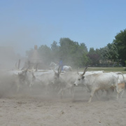 NID-6697_csaladi_nap044.jpg