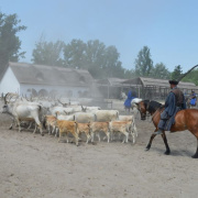 NID-6697_csaladi_nap045.jpg