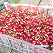 NID-7039_NID-7039_DSCF0625.JPG
