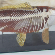 allatok-10.jpg
