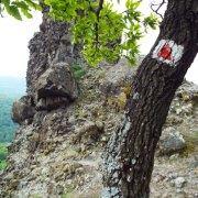 NID-7613_DSCF3549.JPG