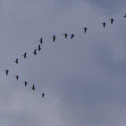 NID-520_5b-19.KICSI.JPG