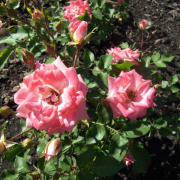 2008.06.ho_073.jpg