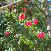 2008.06.ho_075.jpg