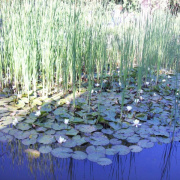 2008.06.ho_087.jpg