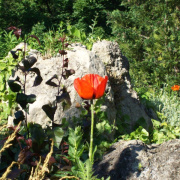 2008.06.ho_089.jpg