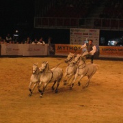 NID-3143_1_a_lovas_vilagkupa_2011_12_02_023.jpg