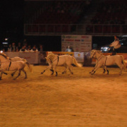 NID-3143_1_a_lovas_vilagkupa_2011_12_02_025.jpg