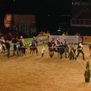 NID-3143_1_a_lovas_vilagkupa_2011_12_02_036.jpg