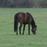 1_a_csaladinap_csalanosi_erdo_2012_04_21_050.jpg