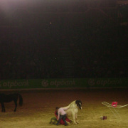 2_a_lovas_vilagkupa_2012_11_30_062.jpg