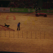 2_a_lovas_vilagkupa_2012_11_30_067.jpg