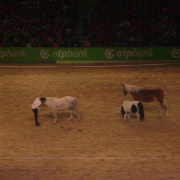 2_a_lovas_vilagkupa_2012_11_30_071.jpg