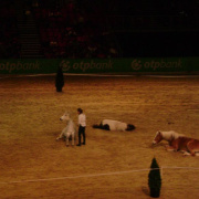 2_a_lovas_vilagkupa_2012_11_30_072.jpg