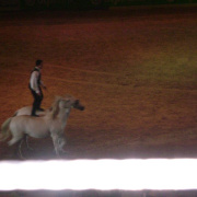 2_a_lovas_vilagkupa_2012_11_30_073.jpg